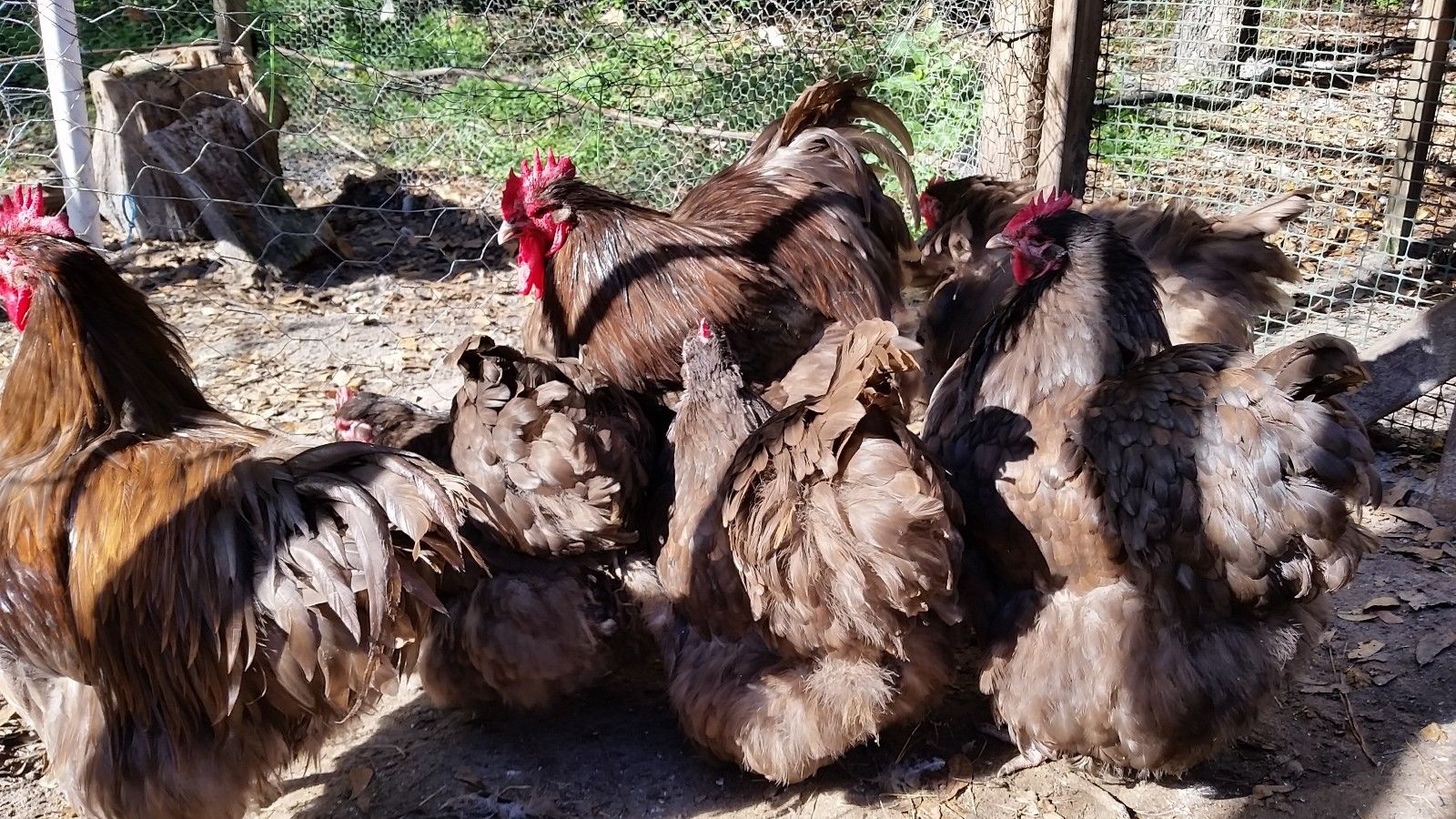 Sussex and plymouth point of lay hens