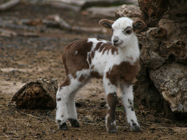 Registered Painted Desert Sheep