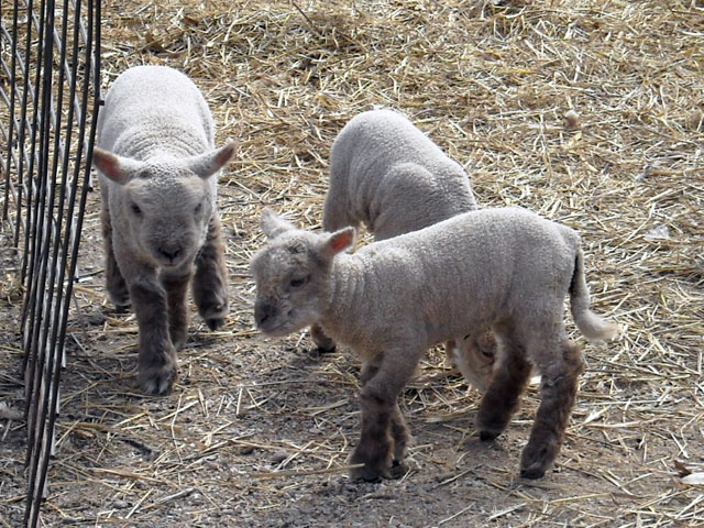 Olde English Southdown Babydoll Sheep