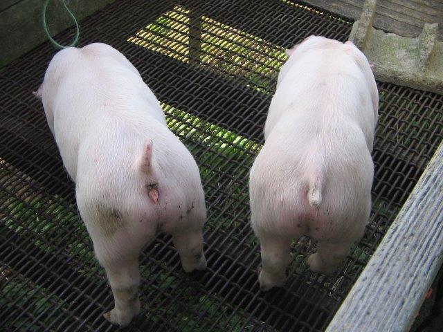 Quality Pigs