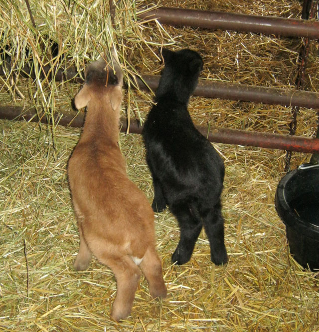 Black Hawaiian & Painted Desert Lambs