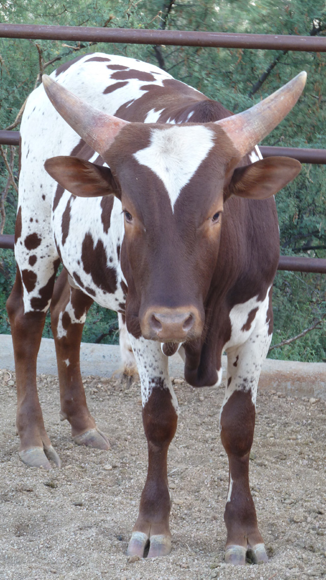 Watusi Cattle Herd