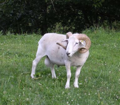 Horned Shedding Heritage Sheep
