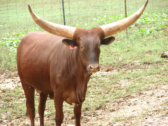 Watusi Registered Heifer