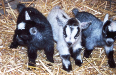 African Pygmy Goats - Ship Worldwide