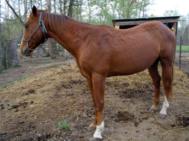 5 yr old Quarter Horse Stud