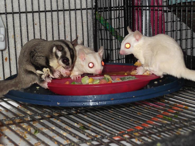  Sugar Gliders, Bonding Pouch and Cage