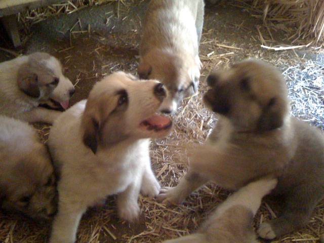 Livestock Guardian Dogs