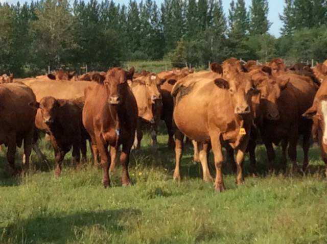 210 Red Angus Cows