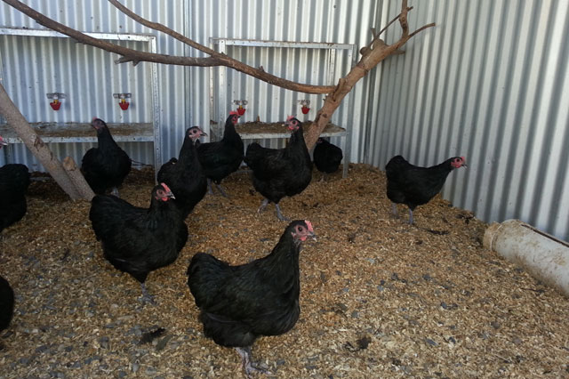 Black Australorp Bantam Trio