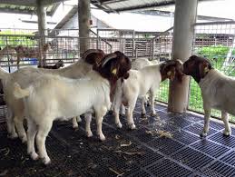 Boer goats for sale