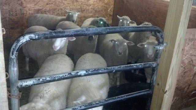 Dorset Cross Lamb and Shetland/Icelandic Ram Lambs