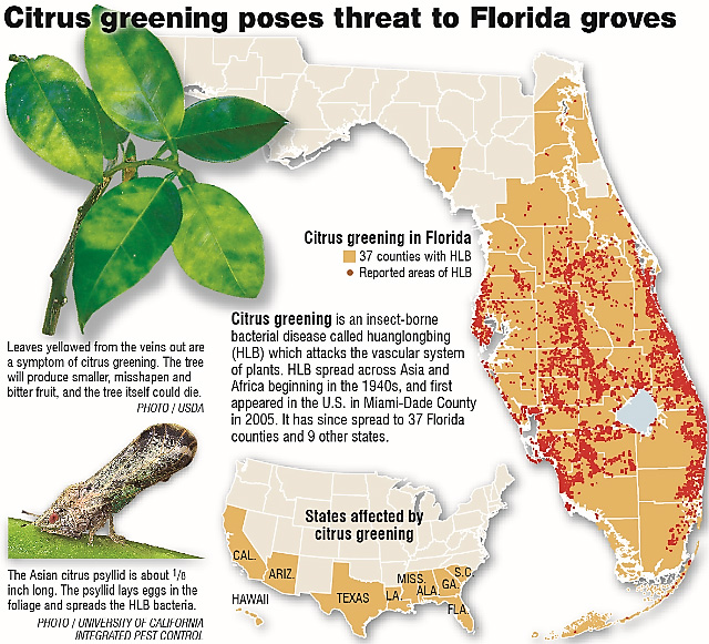 Citrus Greening & Cankor Treatment