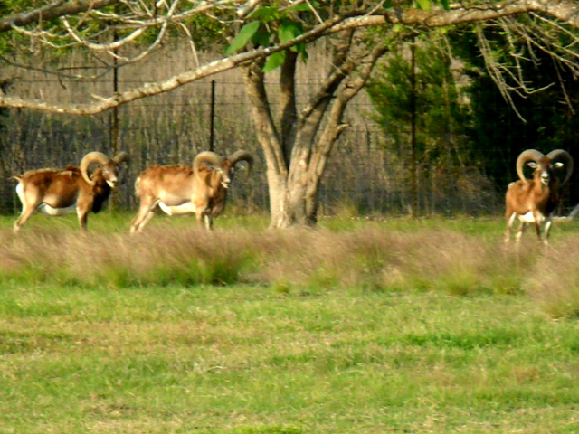 Mouflon Sheep