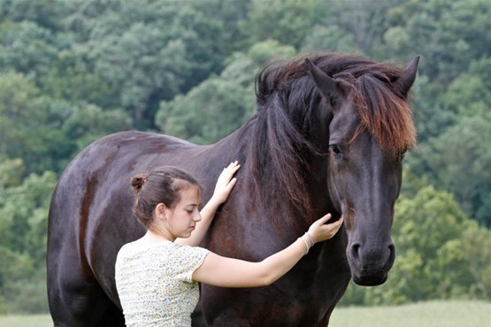 This is a seven years old Dream Friesian