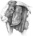 Boer Goats & Livestock