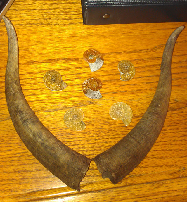 Wanted - Goat / Ram Horns and Skulls