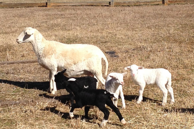 Katahdin/Dorper Cross Lambs (2015)