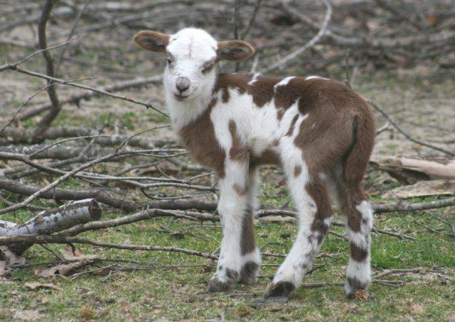 Registered Painted Desert Hair Sheep