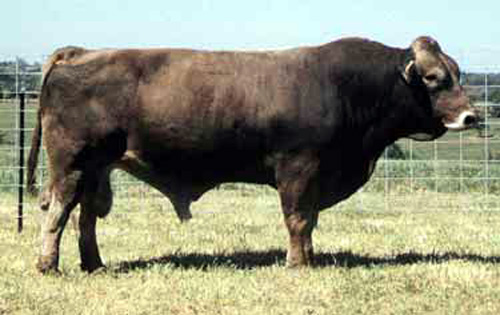 Stocker Cattle Braunvieh Cross