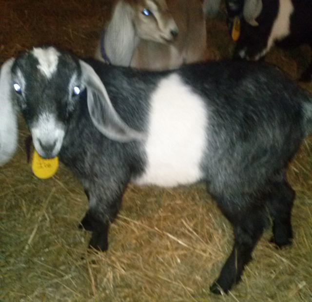 Reg. American Nubian Goats