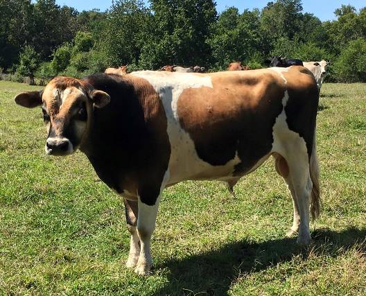 AMJA Registered Mini Jersey Bull 