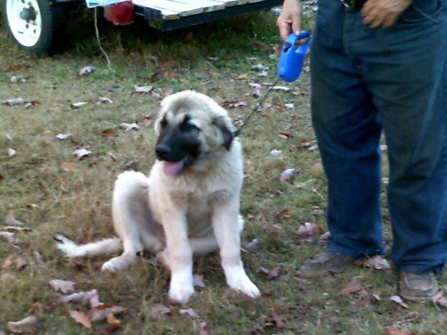 Livestock Guardian Dogs Anatolian