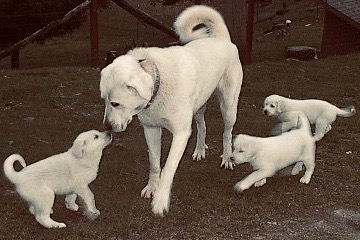 Akbash Livestock Guardian puppies