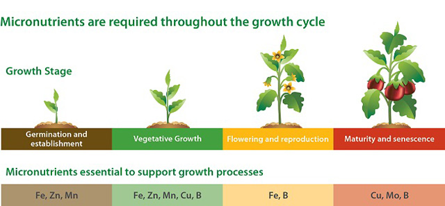 Agricultural Micronutrients Trends - Research Report