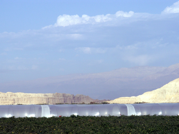 Agriculture In Israel - the Arava Region