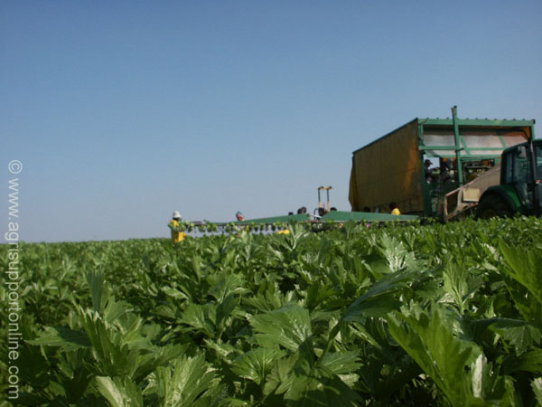 celery_fields_the_negev_israel