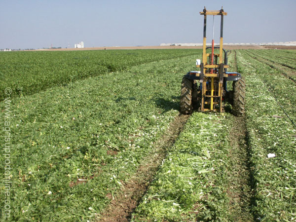celery_fields_the_negev_israel_1