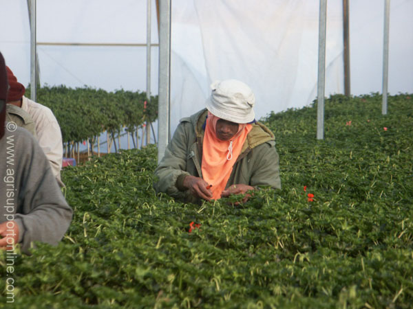 geranium_picking_ein_habsor_ israel_1