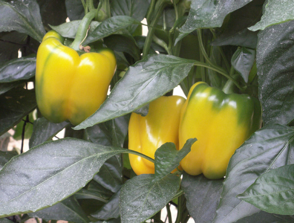 Greenhouse Peppers - the Arava Region