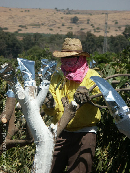 mango_grafting_moshav_almagor_israel