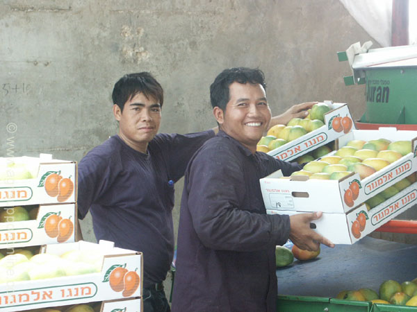 mango_packing_moshav_almagor_israel