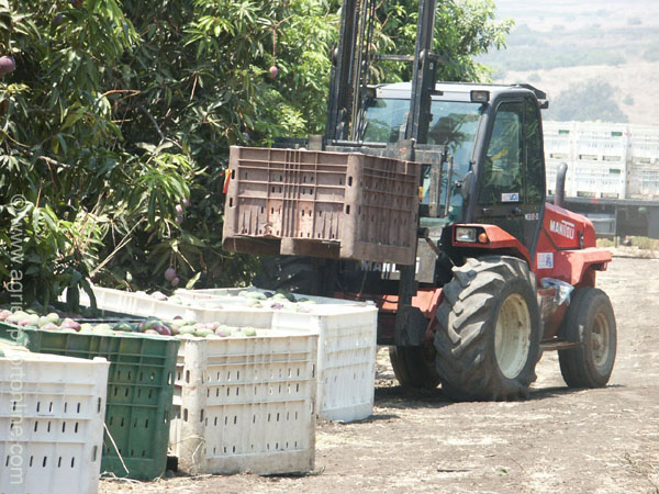 mango_picking_moshav_almagor_israe