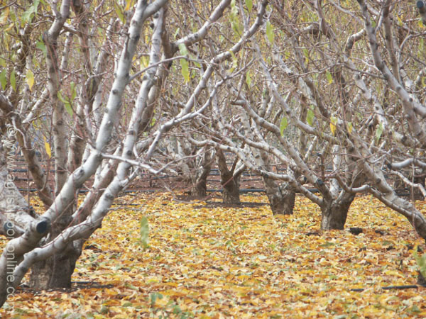 shedding_of_leaves_metula_israel_1