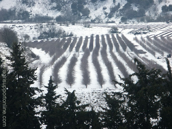 snow_in_the_golan_israel