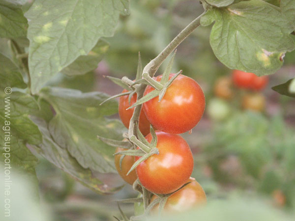 tomatoes_of_the_arava_israel