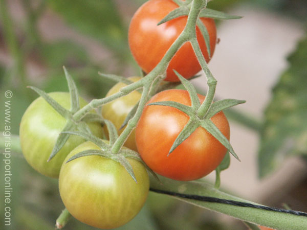 tomatoes_of_the_arava_israel_1