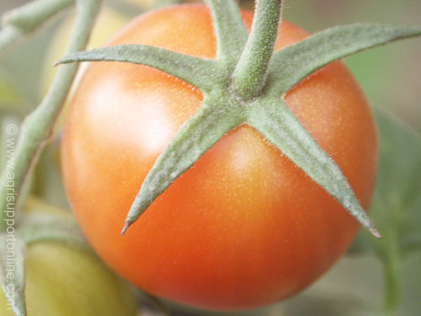 tomatoes_of_the_arava_israel_2