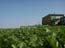 celery_fields_the_negev_israel