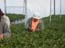 geranium_picking_ein_habsor_ israel_1