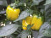 Greenhouse Peppers - the Arava Region