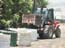 mango_picking_moshav_almagor_israe