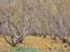 shedding_of_leaves_metula_israel