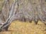 shedding_of_leaves_metula_israel_1