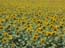 sunflowers_israel
