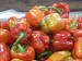 Red Peppers in Packing House